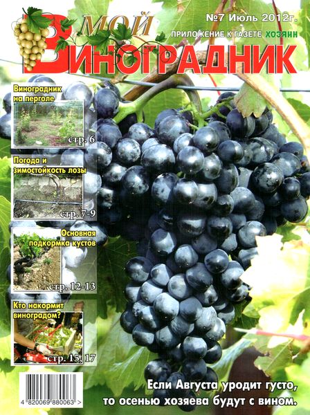 Мой виноградник №7 (июль 2012)