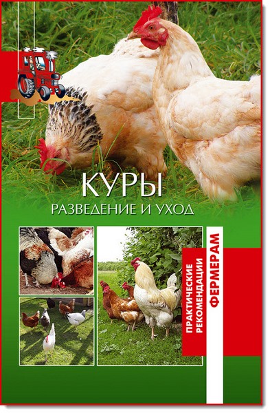 Куры. Разведение и уход