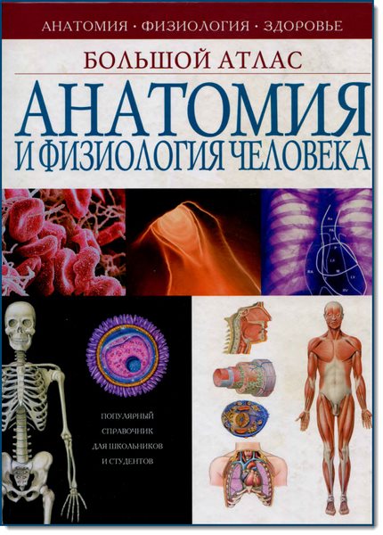 Е. В. Андреева. Анатомия и физиология человека. Большой атлас