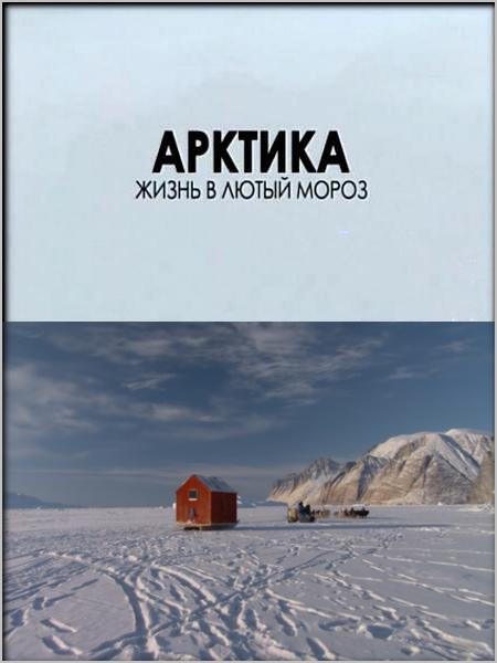 Arktika._Zhizn__v_lyutyij_moroz