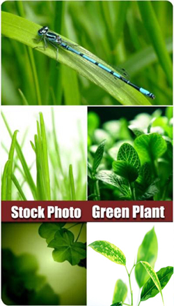 Green_Plant