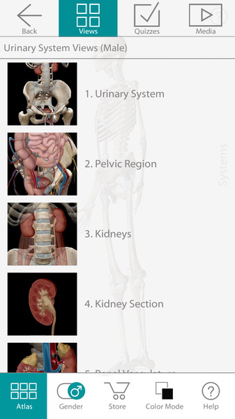 Human Anatomy3
