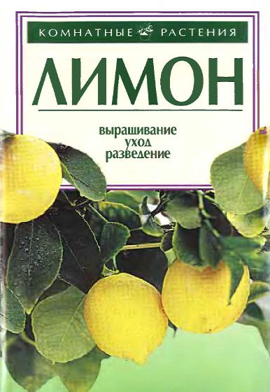 limon-vyraschivanie-uhod-razvedenie