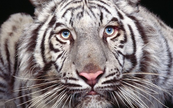 New Mixed HD Wallpapers Pack 345