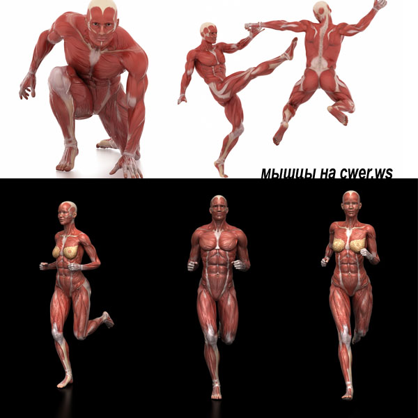 Анатомия человека: мышцы и органы