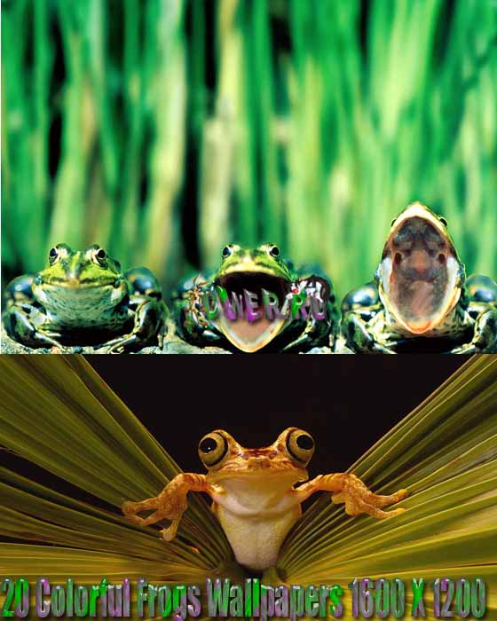 20 Colorful Frogs Wallpapers 1600 X 1200