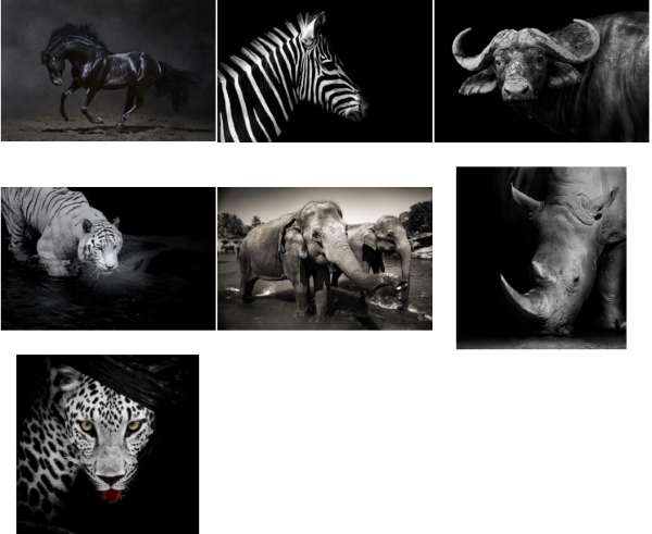 Черно-белые фотографии животных1