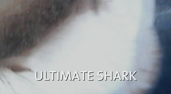 Всё об акулах