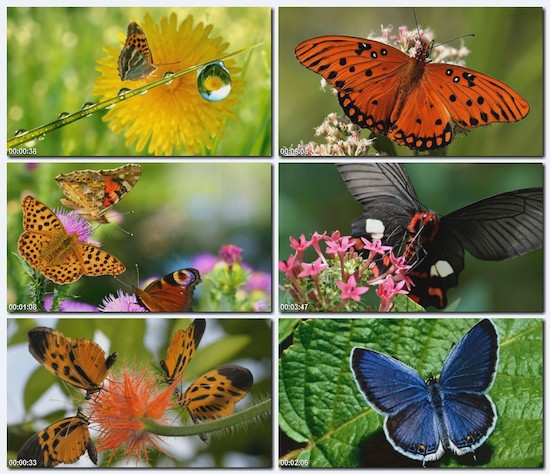 YANNI. Butterfly Dance